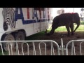 Elefante Bireki encadenado y maltratado por Circo Francisco Atayde