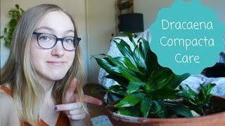 How To Care For A Dracaena Compacta