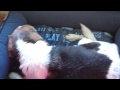 P.L.A.Y. Dog's Life Lounge Bed product review, video 2