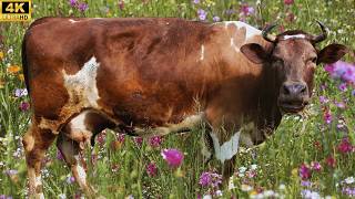 Relaxing 4K Countryside Cows Grazing & Mooing Calming Nature Sounds For Stress Relief