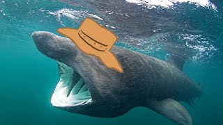 Animal Facts: Basking Shark