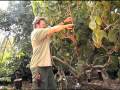 How to Prune a Cherimoya Tree