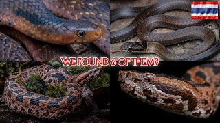 Record Breaking Night Of Herping In Northern Thailand