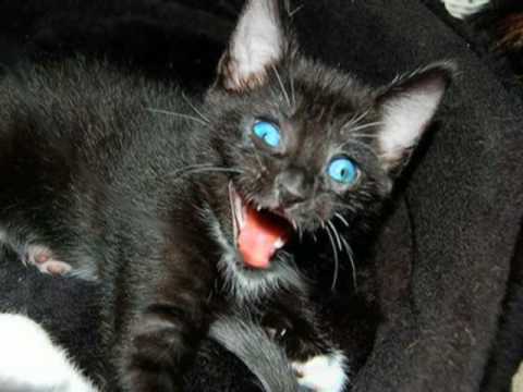 wallpaper funny cats captions very funny cats with captions. wallpaper funny cats captions