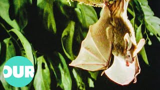 The Rarely Seen Nightlife Of Bats & Why They Are Vital For The Earth Our World