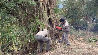 Cutting Down A Dangerous Overgrown Banyan Tree Expert Tree Cutting Technique, Impressive