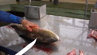 How to filet a fish to gain 30% more meat