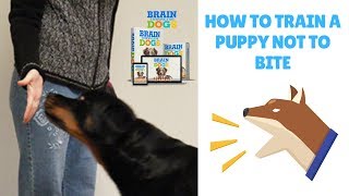 How To Train A Puppy Not To Bite