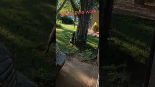 Pitbull Breed Eli Spring Pole Work