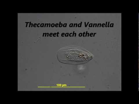 Header of vannella