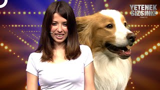 Sevimli Köpek Lobo Sahneye İşedi Yetenek Sizsiniz Türkiye
