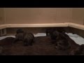 Cane Corso Puppies Learning to Walk & Bark - Super Cute - Born Oct 3 2012