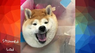 Funny Dogs Compilation