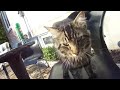 کانال دختر ایرانی gorbeh loos attention seeking cat