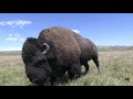 Yellowstone Bison Rut