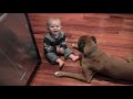 Linus the Boxer playing with his baby boy and a ball
