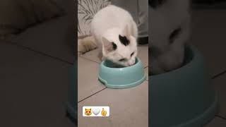 Kot Cat Katze Кот Кіт Kočka 猫 Ацгәы Gáta Köttur Mùca Chat Macska