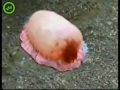 كس البحر