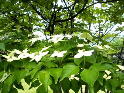 山法師 (やまぼうし) DSCN0153.AVI ヤマボウシ 検索動画8 山法師 (やまぼうし) DSCN0153.AVI ヤマボウシ 検索動画 8