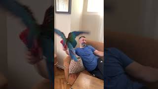 Macaw Parrot ara papağanı