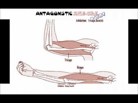 Antagonistic Muscle Pairs - YouTube