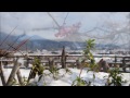  白雪と紅梅 (嵐山)