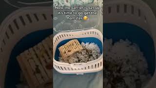 Getting My Hamster Vlog