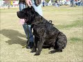 Top 10 Guard Dogs In The World