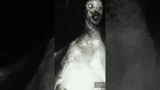 For Scp 3199