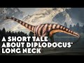 A Short Tale About Diplodocus' Long Neck
