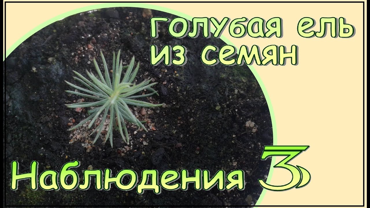 Выращивание голубой ели из семян в домашних условиях Выращивание голубой ели из семян в домашних условиях