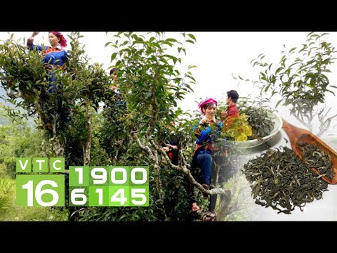Chè Shan Tuyết cổ thụ Hà Giang chinh phục thế giới | VTC16