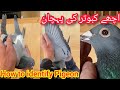 ache kabootar ki pehchan | racing pigeons ki pehchan 2022 | Hoe to Identify Racing Pigeon