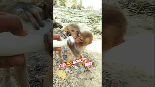 Monkey Video Monkey