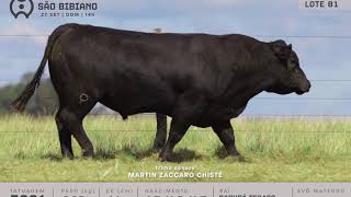 LOTE 81 - TOUROS ANGUS - LEILÃO VIRTUAL SÃO BIBIANO 2020