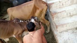 How can feed cow baby funny video bye Entertanment