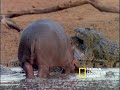 Harmonious Hippos and Crocs