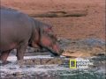Harmonius Hippos and Crocs