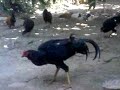 image Trai Ga Soc Trang 0942000731 Ban Ga Da Bon Hay