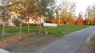 Summer Night In Anchorage Alaska Summer Night In Anchorage Alaska