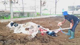 This Is How I Saved A Cow During Parturition