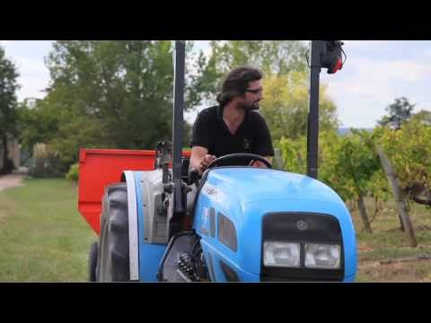 Les Vendanges à Loupiac