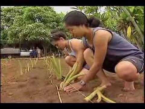 Pinky Presents: Islands at Risk: GMO in Hawaii