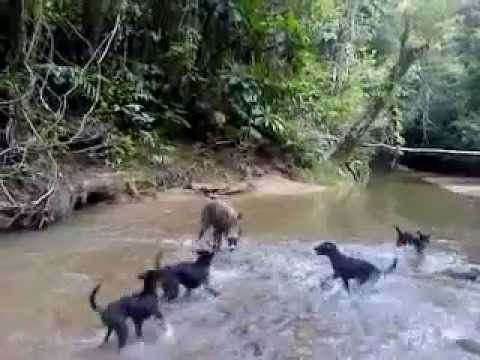 berburu babi hutan