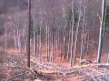 priblizovanie dreva lanovkou 2 (Hodoň)