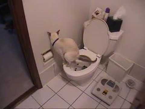 Cat using toilet toilet paper