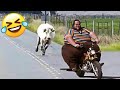 Funniest Cats /Dog Videos 2024 😅 - Best Funny Animal Videos Of The week 🐶 😹