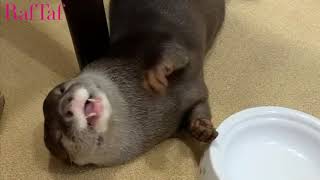 Top Funny Animals #new Compilation #2019