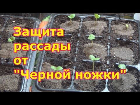 Что нового у татьяны урожайный огород Что нового у татьяны урожайный огород