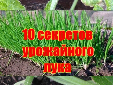 Выращивание репчатого лука – посадка и уход (Рязанская область)